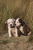 BOULEDOGUE AMERICAIN 188